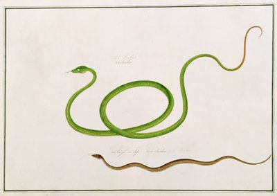 Volun Daw-on, da Disegni di animali, insetti e rettili di Malacca, c.1805-18 da Chinese School